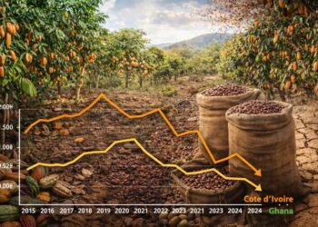 Cacao africain : Une décennie de boom et d’instabilité chez les grands producteurs