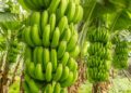 Banane-plantain : l’atout agricole que les élus ne peuvent plus ignorer
