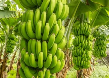 Banane-plantain : l’atout agricole que les élus ne peuvent plus ignorer