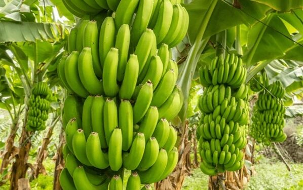 Banane-plantain : l’atout agricole que les élus ne peuvent plus ignorer