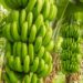 Banane-plantain : l’atout agricole que les élus ne peuvent plus ignorer
