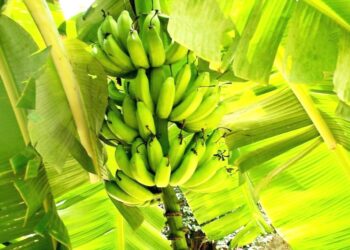 Banane plantain : l’alliance universités-agrobusiness pour transformer la jeunesse camerounaise