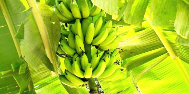 Banane plantain : l’alliance universités-agrobusiness pour transformer la jeunesse camerounaise