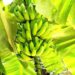 Banane plantain : l’alliance universités-agrobusiness pour transformer la jeunesse camerounaise
