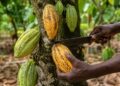 Cacao congolais: La prochaine frontière du chocolat africain ?