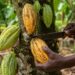 Cacao congolais: La prochaine frontière du chocolat africain ?