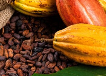 Cacao : Le Cameroun refuse une écologie sans justice économique