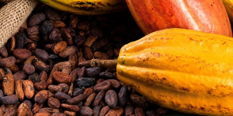 Cacao : Le Cameroun refuse une écologie sans justice économique