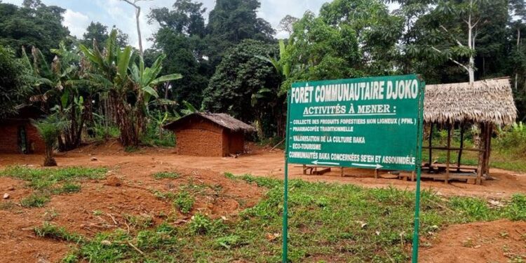 Forêts : Quand la bataille des récits menace la gouvernance environnementale