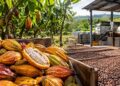 CACAO:  L&rsquo;or brun sans l&rsquo;or, le grand paradoxe africain
