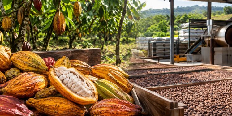 CACAO:  L&rsquo;or brun sans l&rsquo;or, le grand paradoxe africain