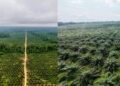 Terres de promesses :  Campo, le nouveau front de l’huile de palme au Cameroun