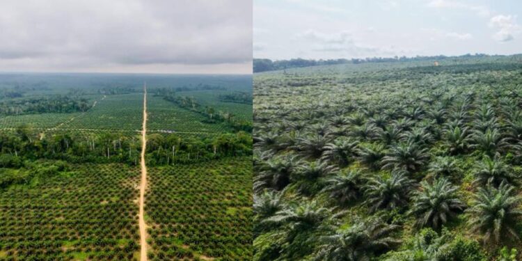 Terres de promesses : Campo, le nouveau front de l’huile de palme au Cameroun