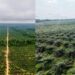 Terres de promesses : Campo, le nouveau front de l’huile de palme au Cameroun